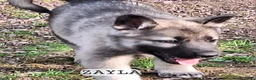 German Shepherd dogs for sale: Zayla - Ad 4