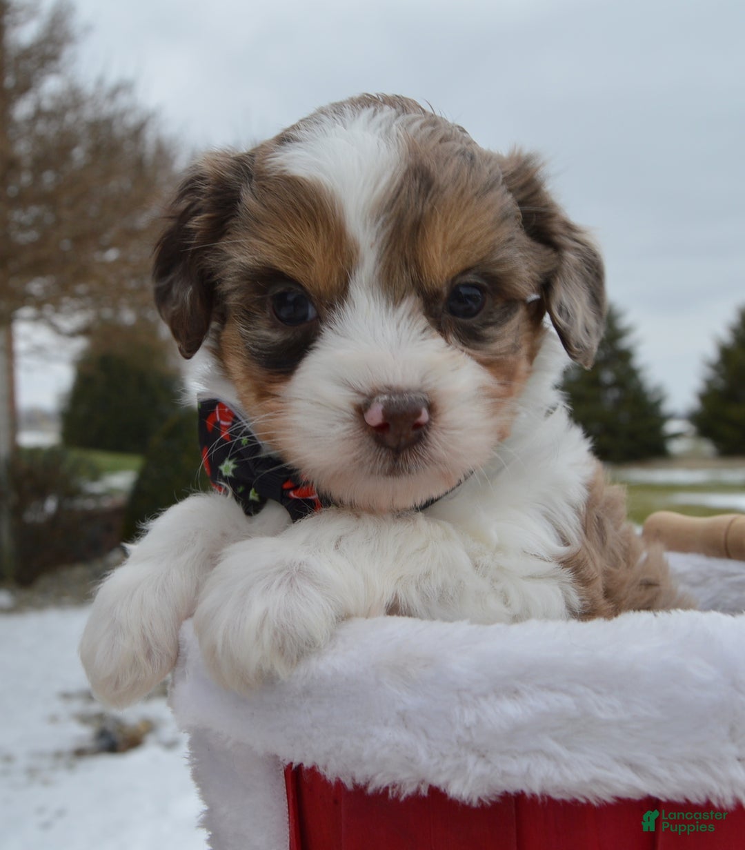 Mini Aussiedoodle dogs for sale: Toy Angel - Ad 6