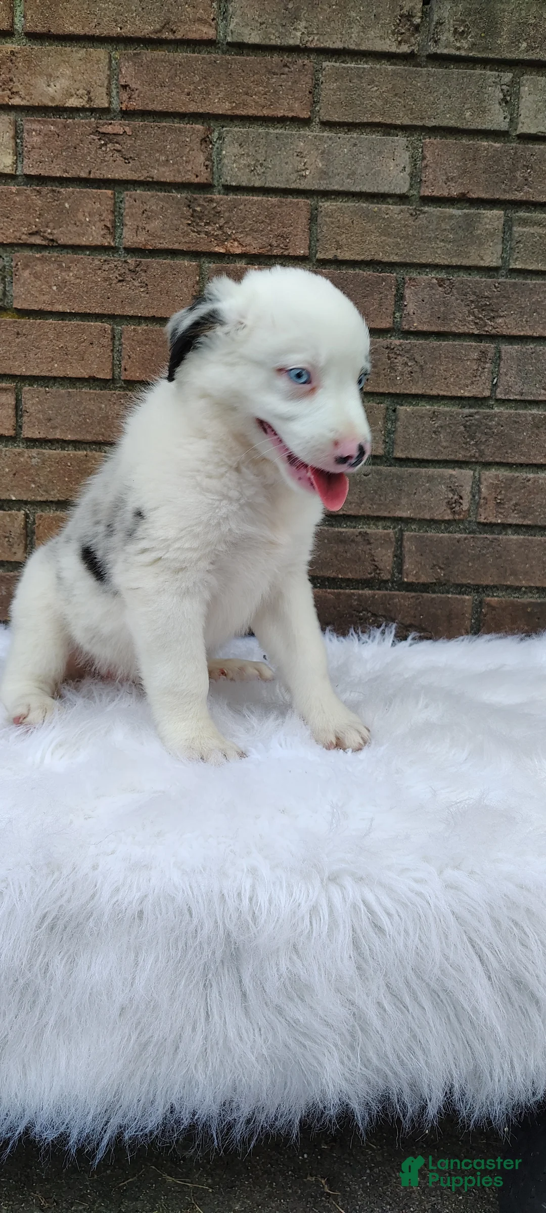 Australian Shepherd dogs for sale: Milo - Ad 11
