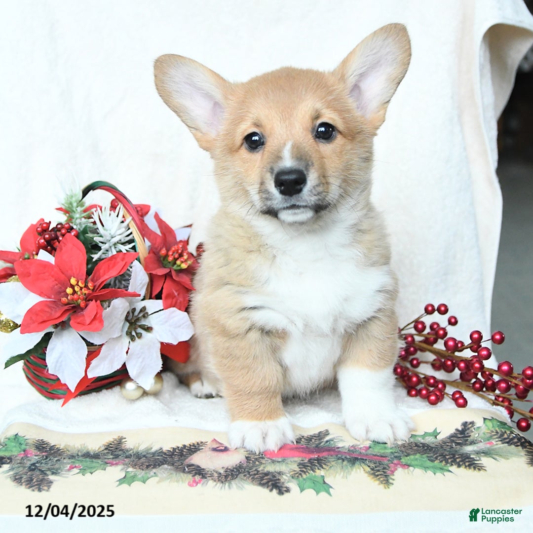 Welsh Corgi Pembroke dogs for sale: Holly - Ad 4