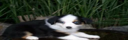 Miniature Australian Shepherd dogs for sale: Reese - Ad 4