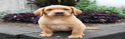 Labrador Retriever dogs for sale: Wren - Ad 4