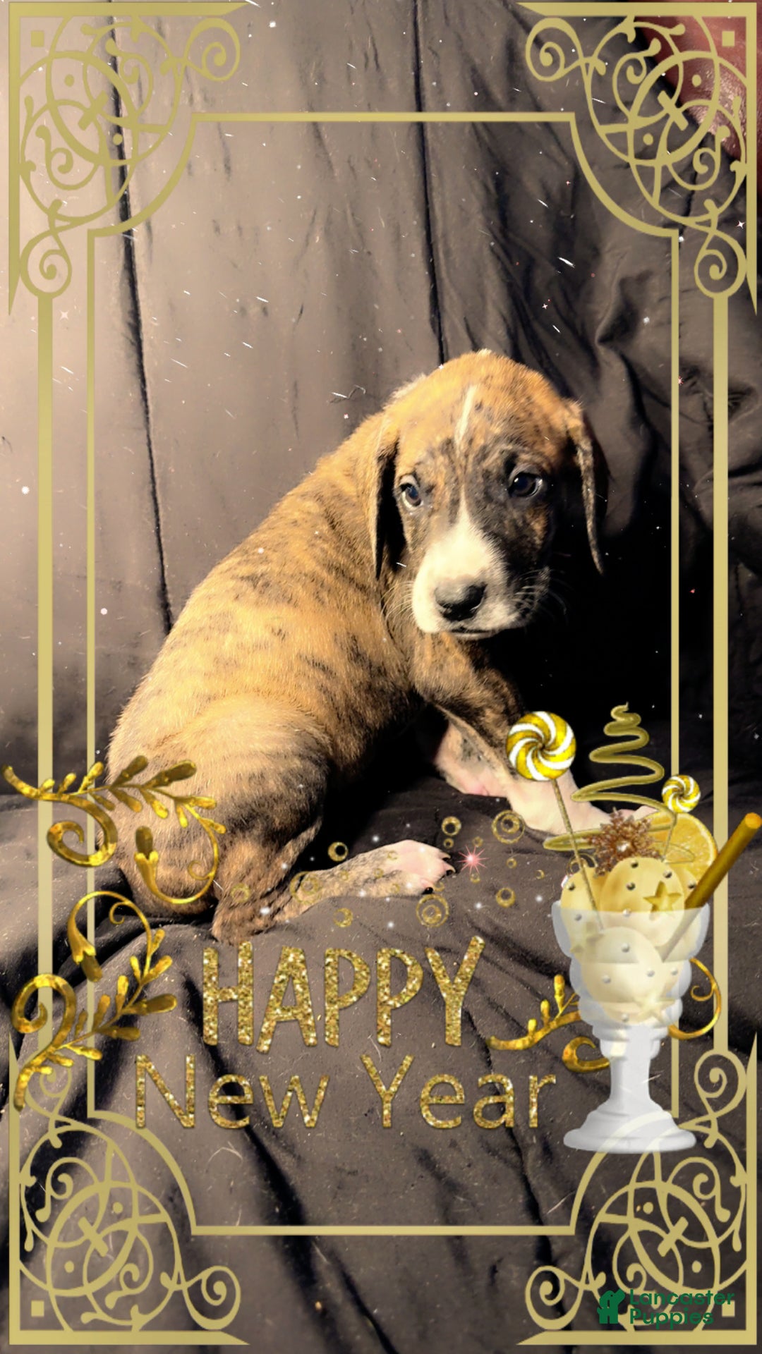 Great Dane dogs for sale: Izzy - Ad 2