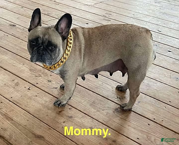 French Bulldog dogs Martha - Ad 2