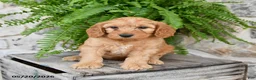 Mini Goldendoodle dogs for sale: Duke - Ad 4