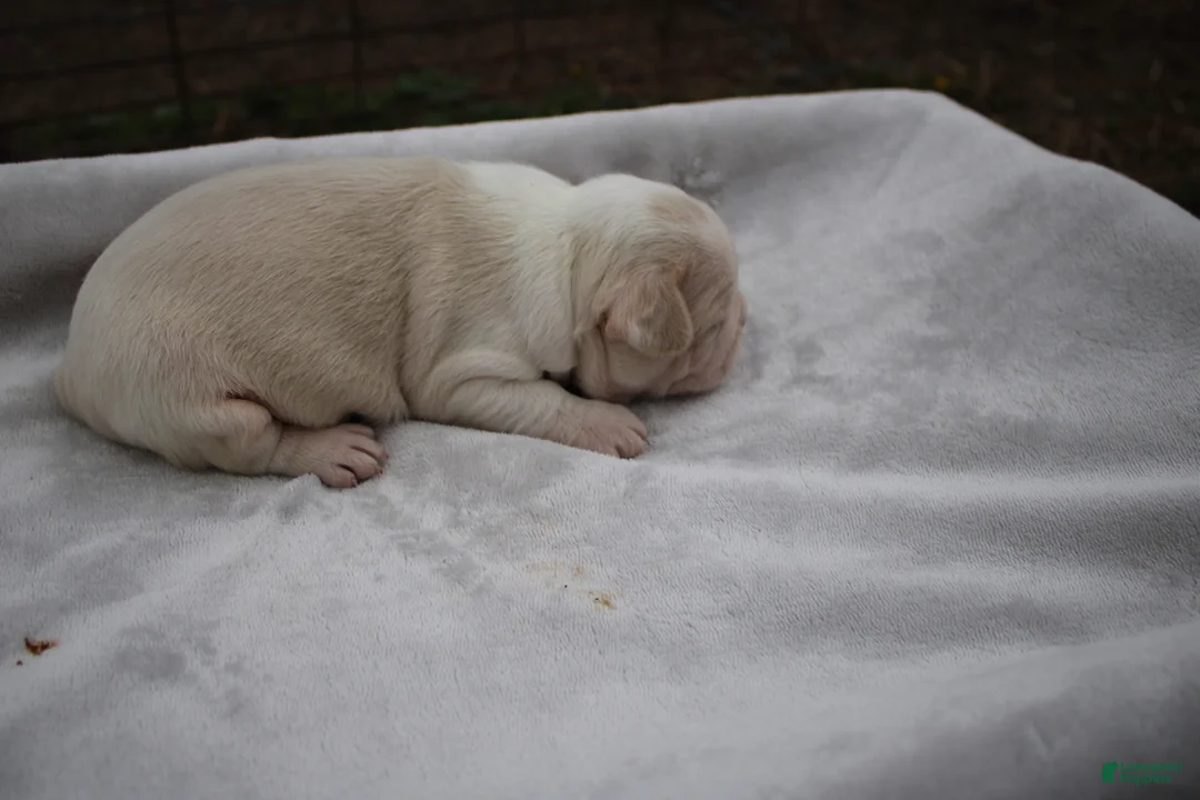 Frenchton dogs for sale: Artie - Ad 5