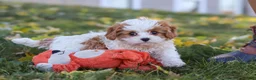 Cavapoo dogs for sale: Alice - Ad 11
