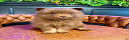 Pomsky dogs for sale: Spring - Ad 4