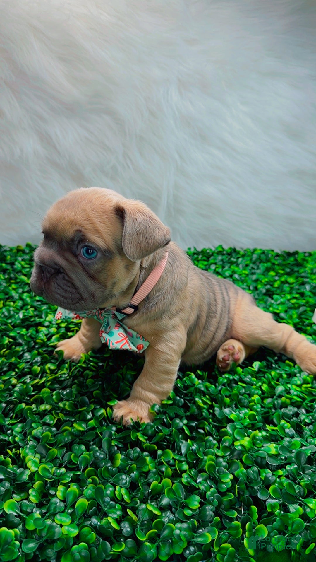 French Bulldog dogs for sale: MAVI - Ad 4