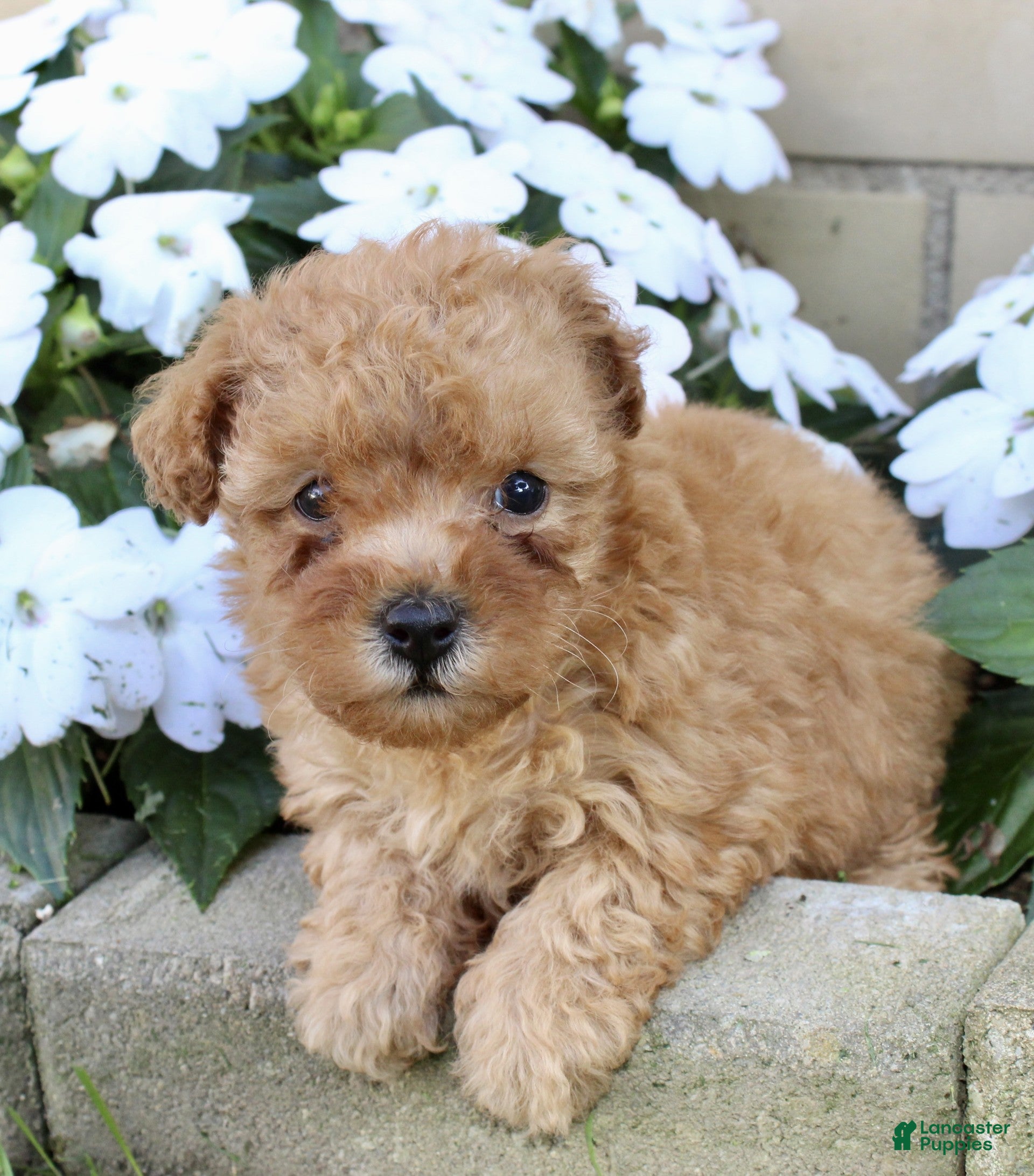 Yorkiepoo dogs Fiona - Ad 2