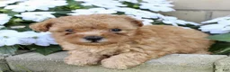 Yorkiepoo dogs for sale: Fiona - Ad 2