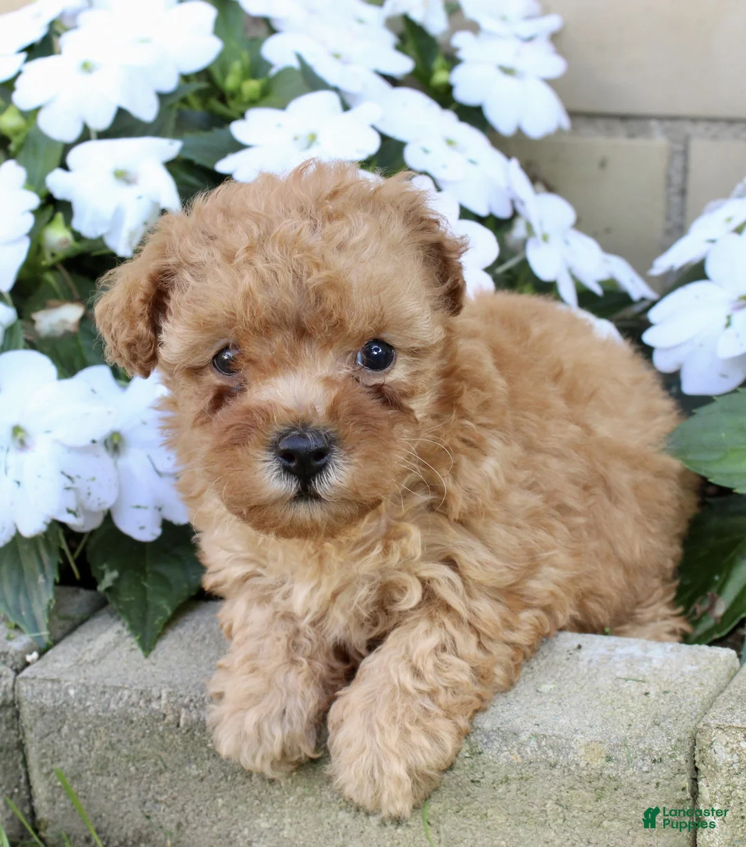 Yorkiepoo dogs for sale: Fiona - Ad 2