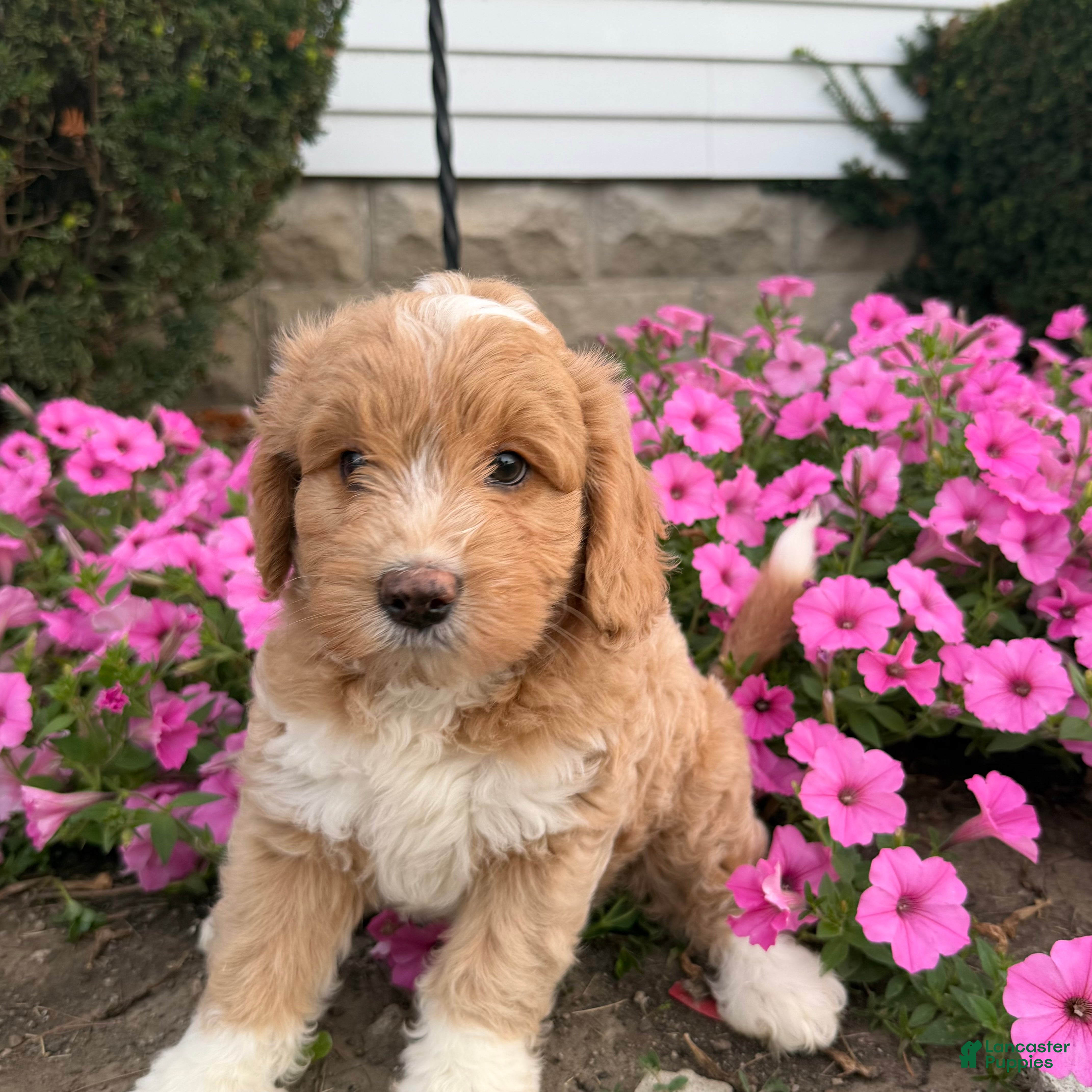 Mini Goldendoodle dogs Angel Mini Goldendoodle  - Ad 1