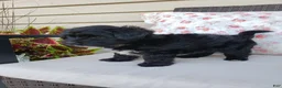 Yorkiepoo dogs for sale: Yorkiepoo 4 - Ad 2
