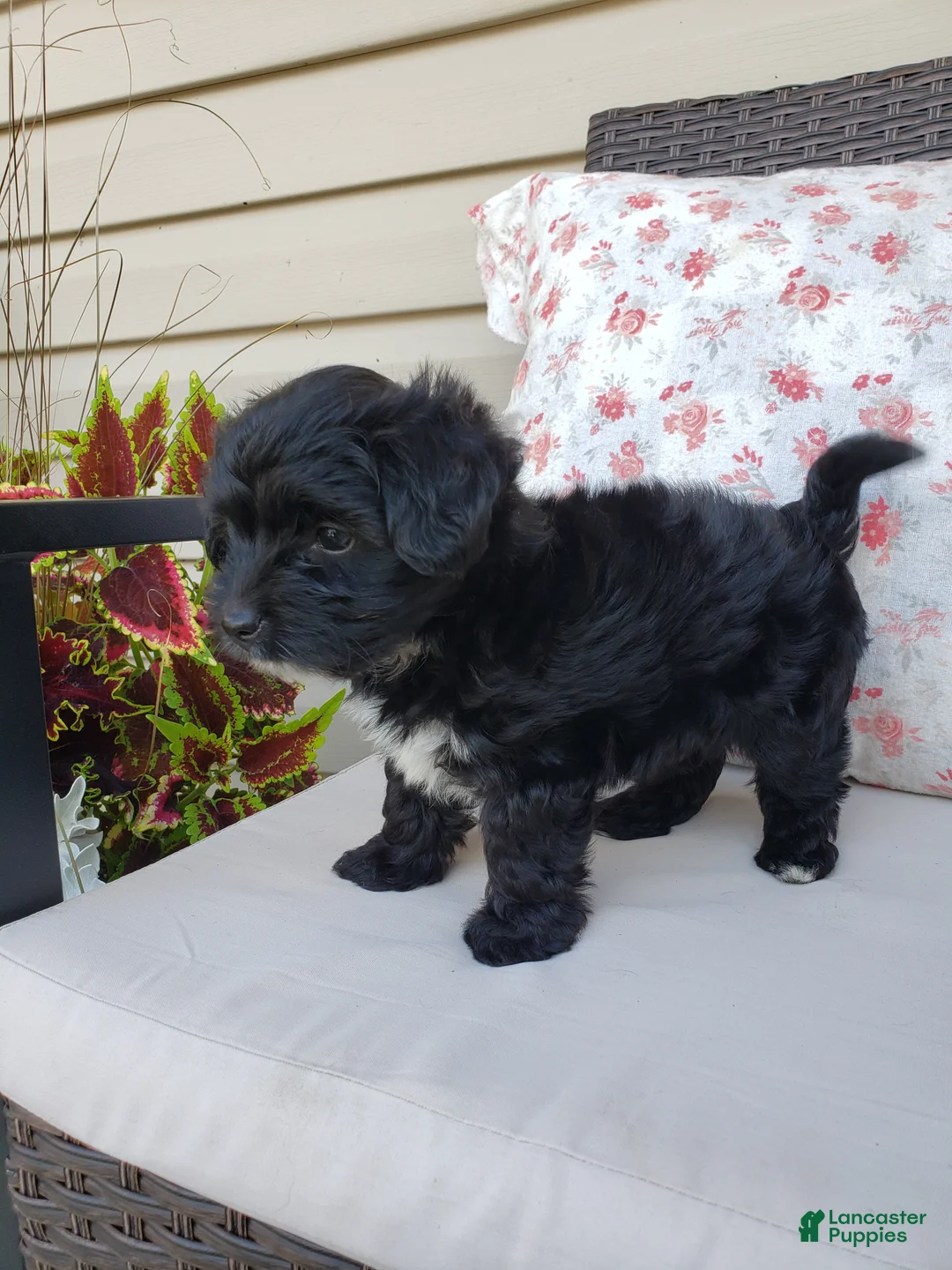 Yorkiepoo dogs for sale: Yorkiepoo 4 - Ad 2