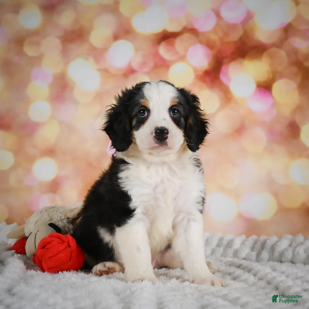 Mini Bernedoodle dogs for sale: Misty - Ad 2