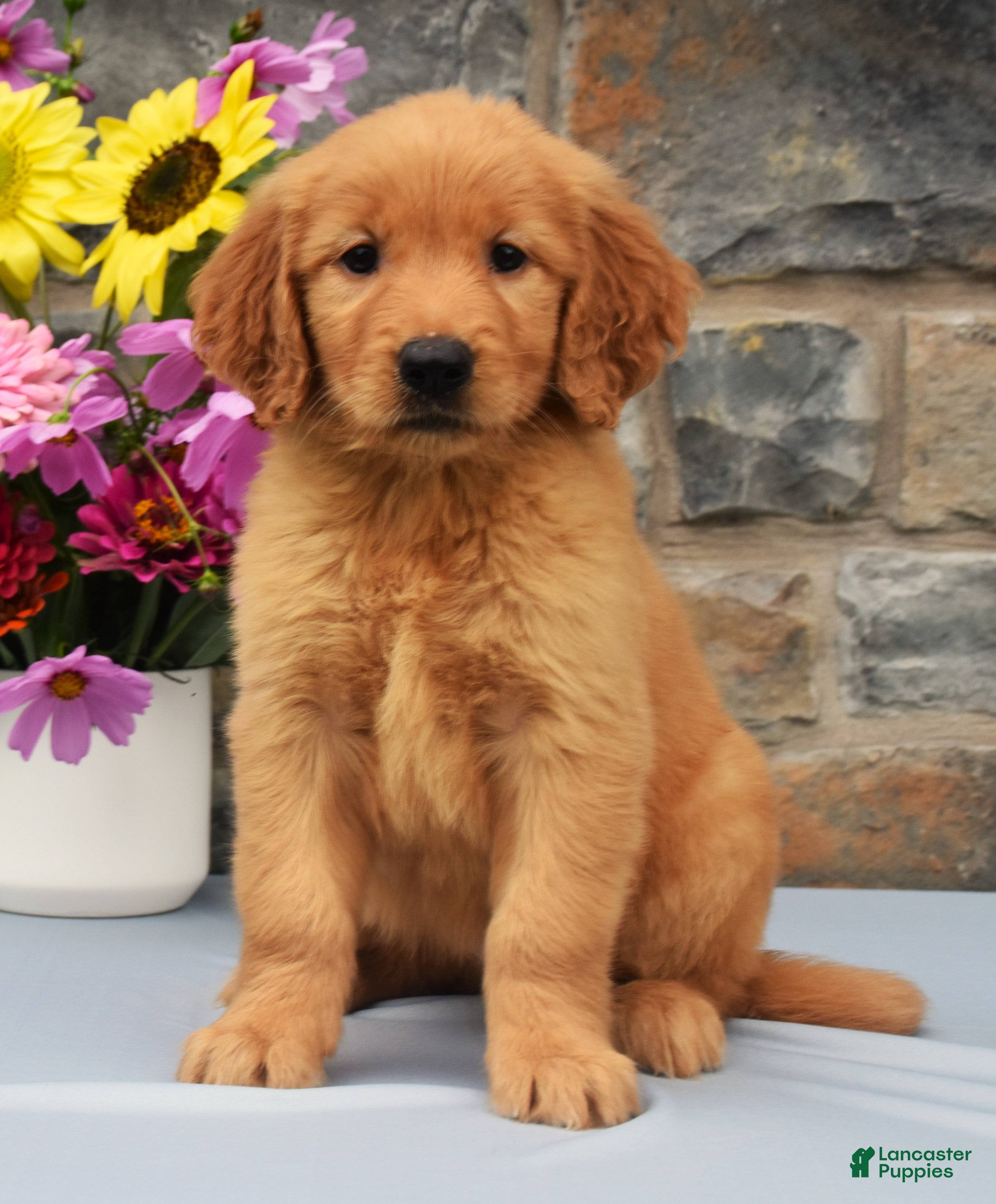 Golden Retriever dogs Shelly - Ad 2