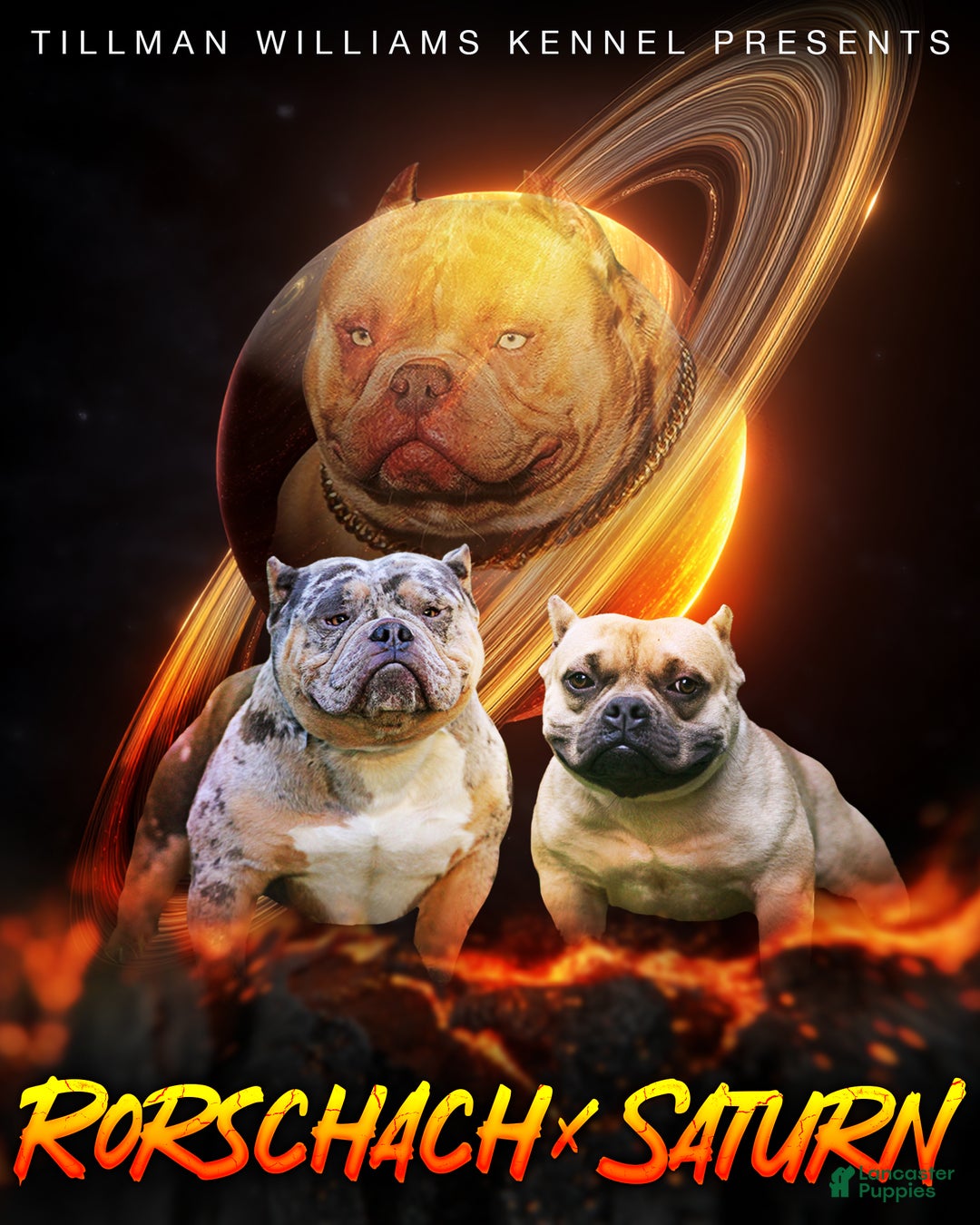 American Bully dogs for sale: Lilac Female - Ad 6