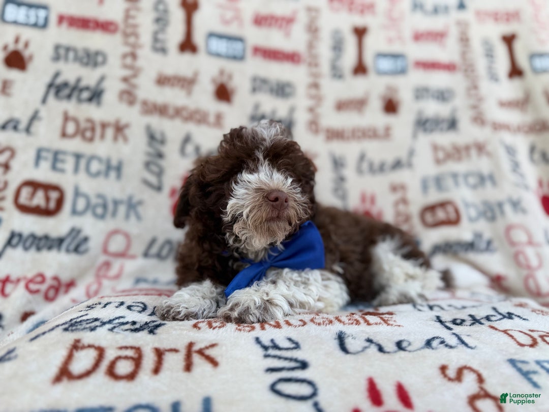 Havapoo dogs for sale: Valentino  - Ad 9