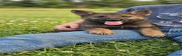 German Shepherd dogs for sale: German Shepherd 1 - Ad 4