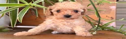 Toy Poodle dogs for sale: Missy - Ad 4