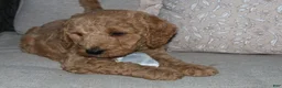 Mini Goldendoodle dogs for sale: Sweet Harper - Ad 5