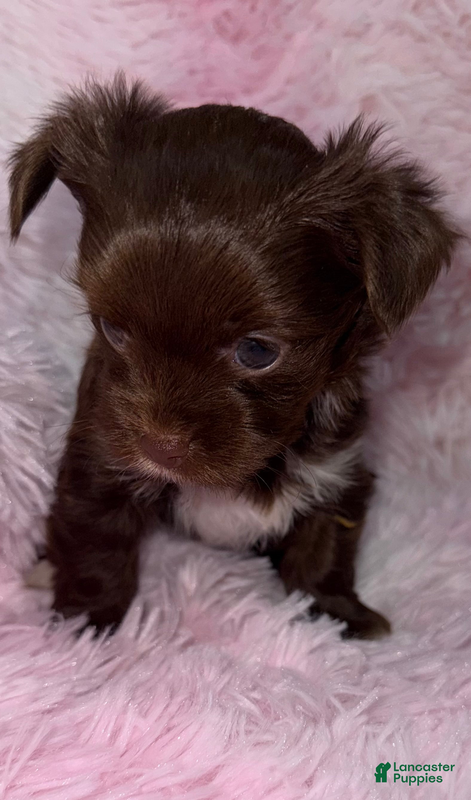 Yorkshire Terrier dogs Coco Bean - Ad 2