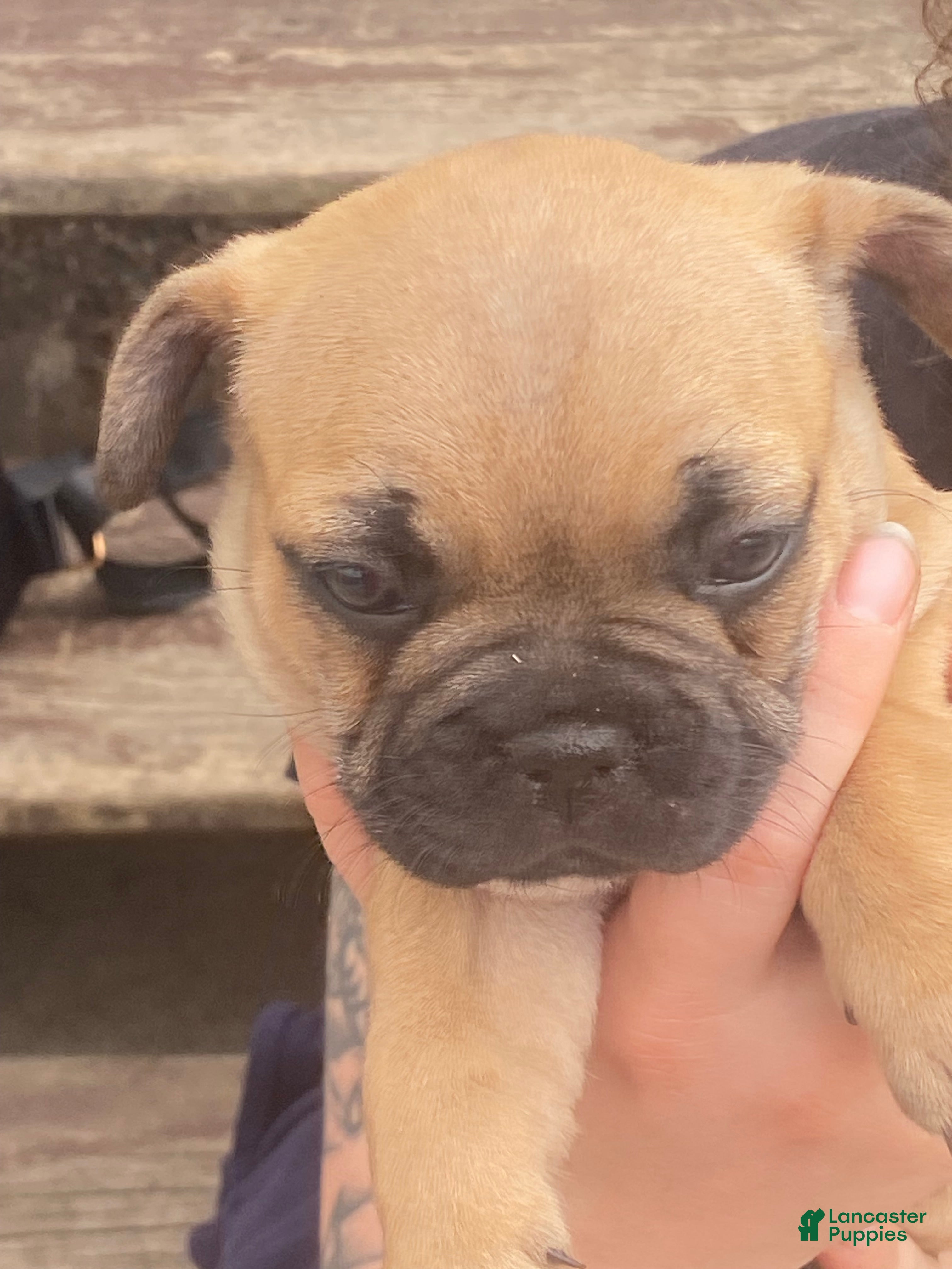 French Bulldog dogs French Bulldog Puppy 5 - Ad 12
