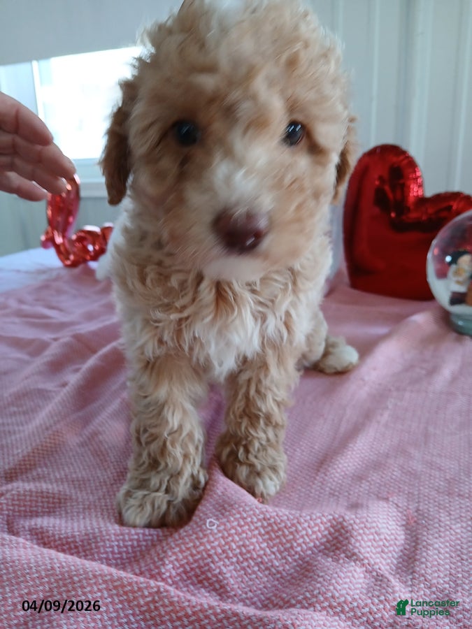 Maltipoo dogs Millie - Ad 1