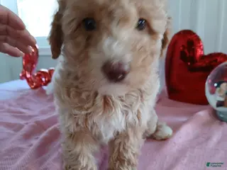 Maltipoo dogs for sale: Millie - Ad 2