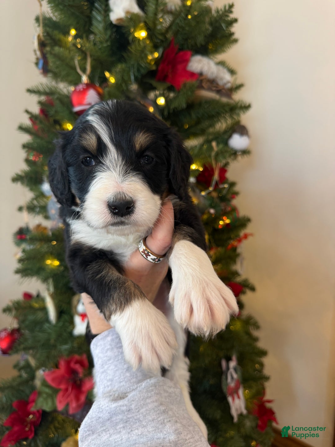Mixed Breed dogs for sale: Fullerton - Ad 6