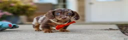 Miniature Dachshund dogs for sale: Benson - Ad 7