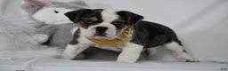 Mixed Breed dogs for sale: Wrangler - Ad 1