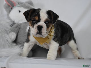 Mixed Breed dogs Wrangler - Ad 3