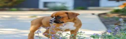 Boxer dogs for sale: Max - Ad 3
