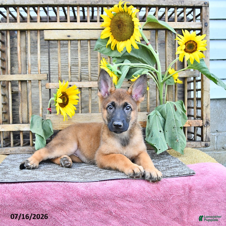 Mixed Breed dogs Avanti - Ad 1