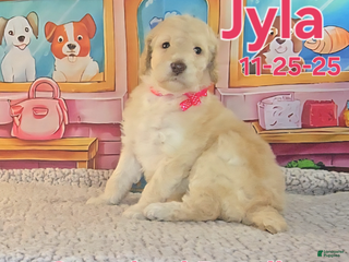 Standard Poodle dogs Jyla - Ad 26