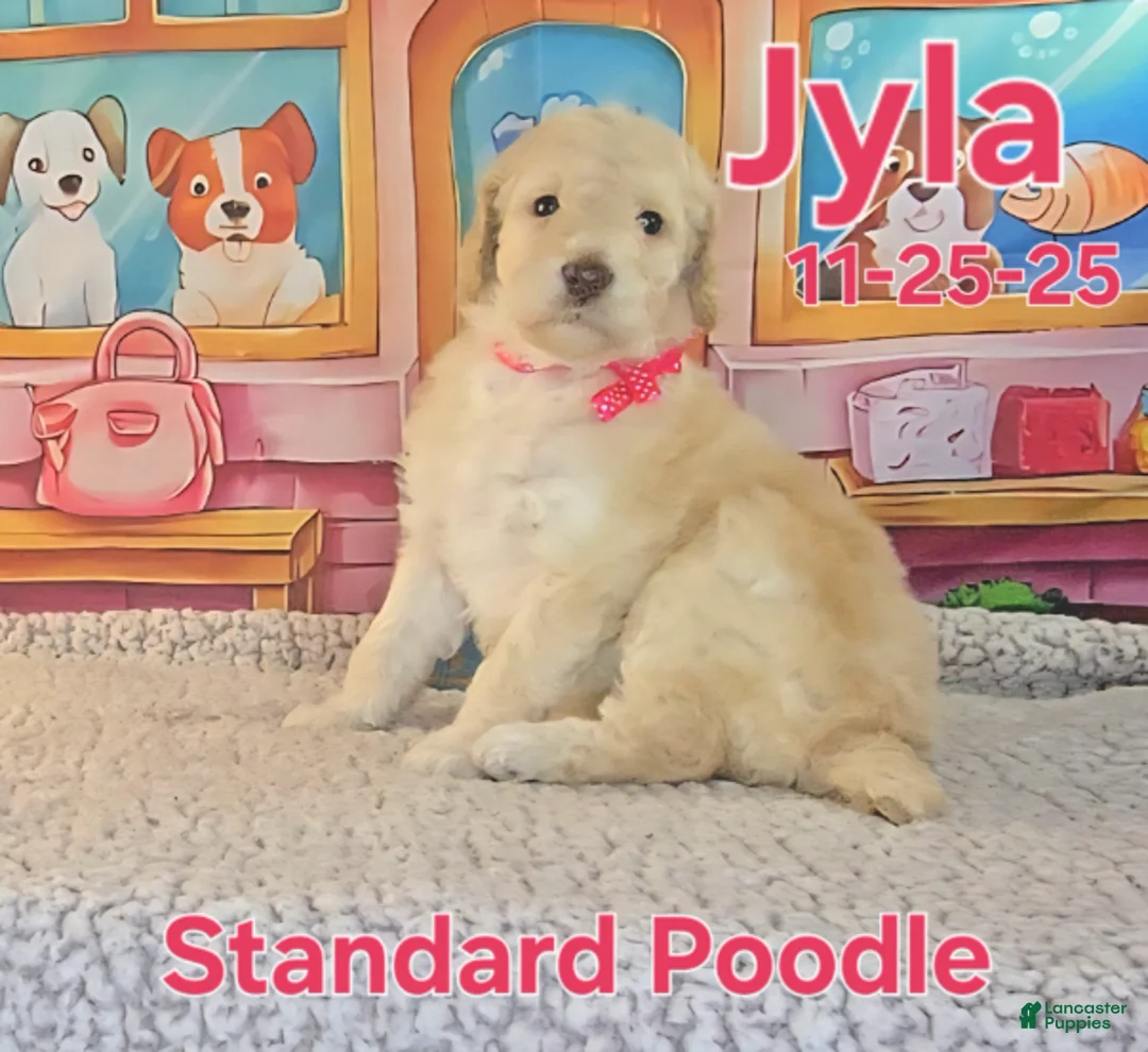 Standard Poodle dogs for sale: Jyla - Ad 1