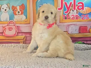 Standard Poodle dogs Jyla - Ad 15