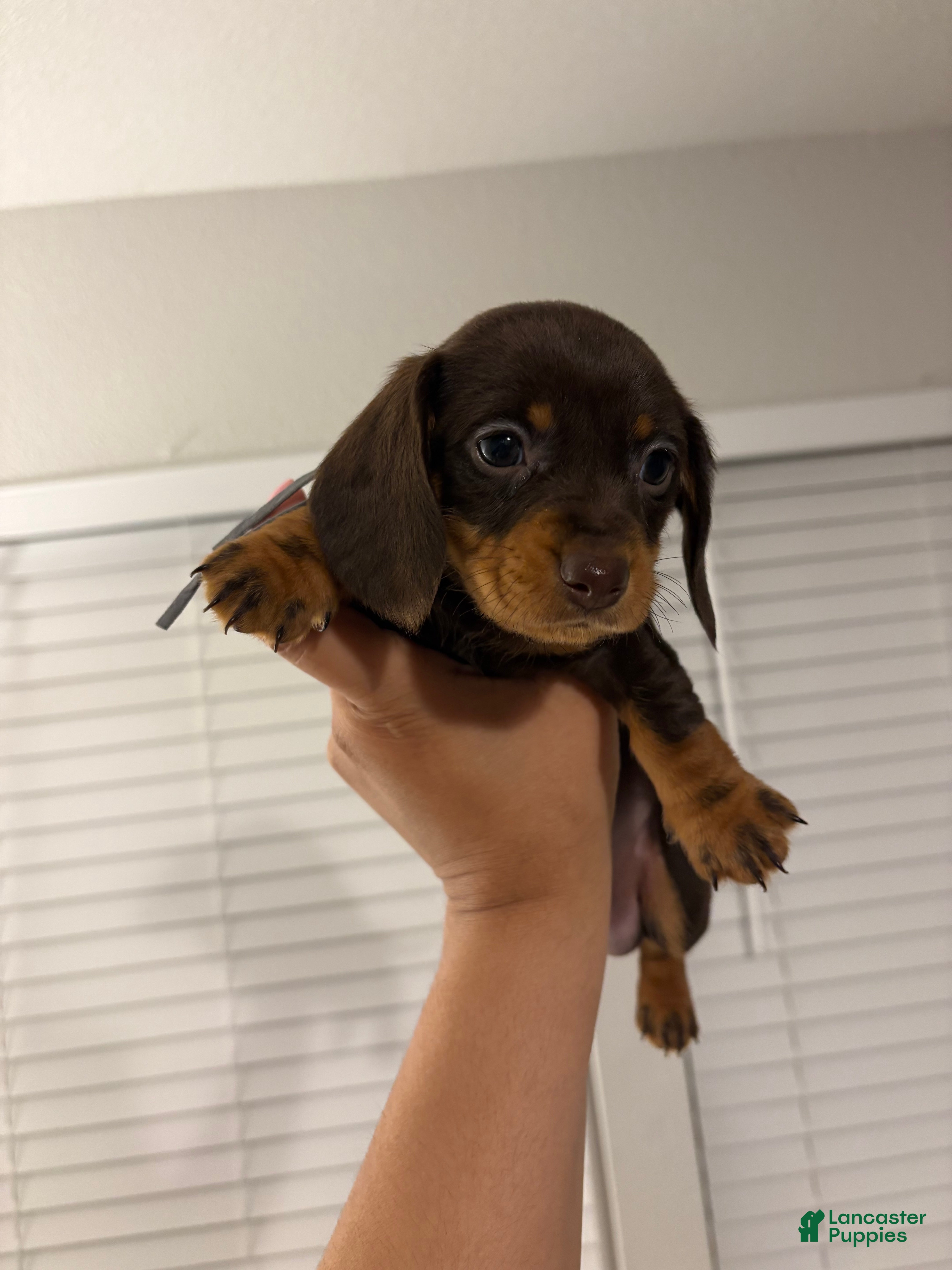 Miniature Dachshund dogs Miniature Dachshund Puppy 3 - Ad 3