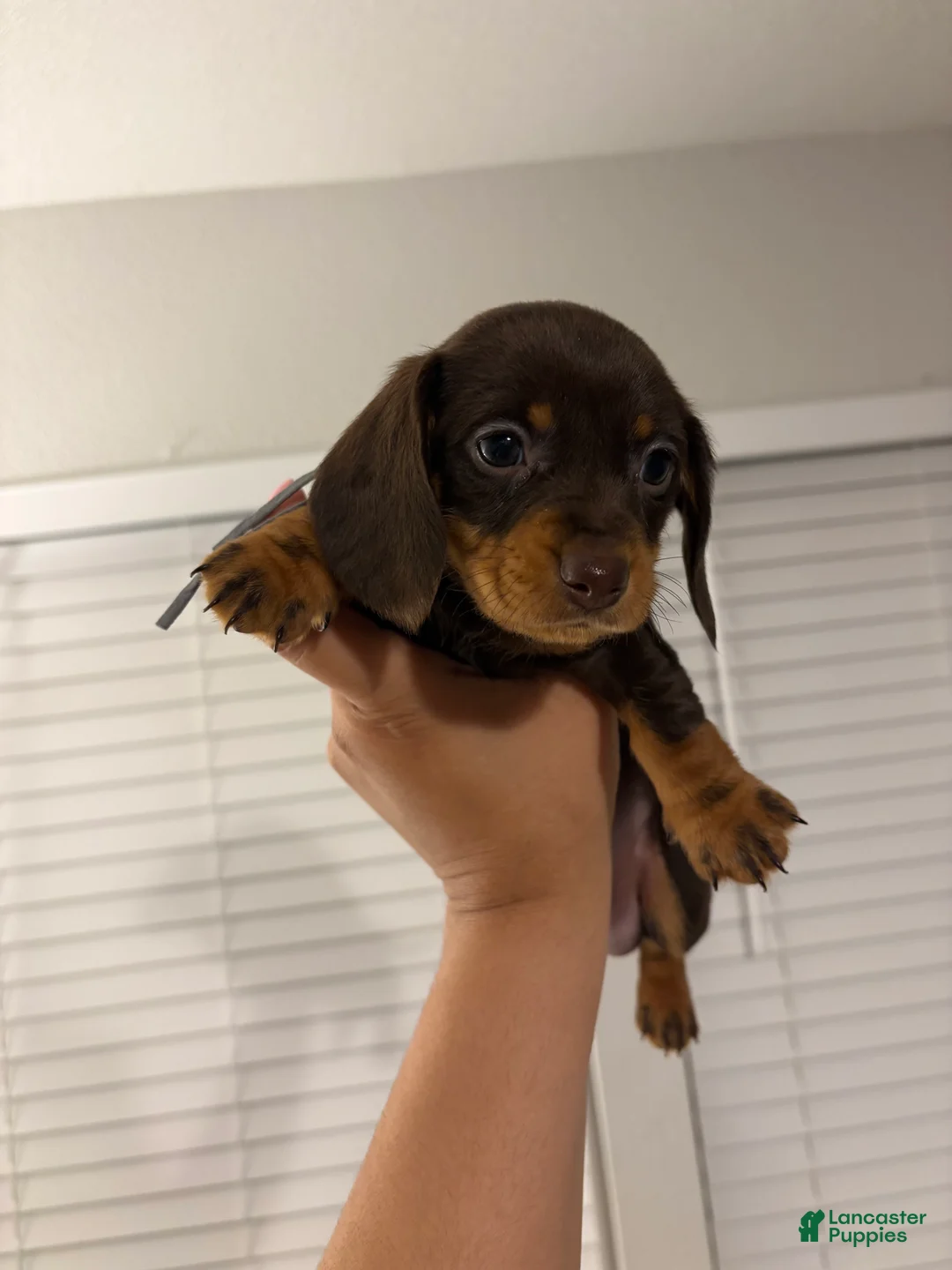 Miniature Dachshund dogs for sale: Miniature Dachshund Puppy 3 - Ad 1