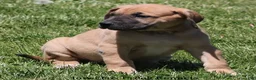 Mixed Breed dogs for sale: Bubba - Ad 8
