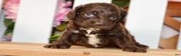 Cockapoo dogs for sale: Claudia - Ad 8