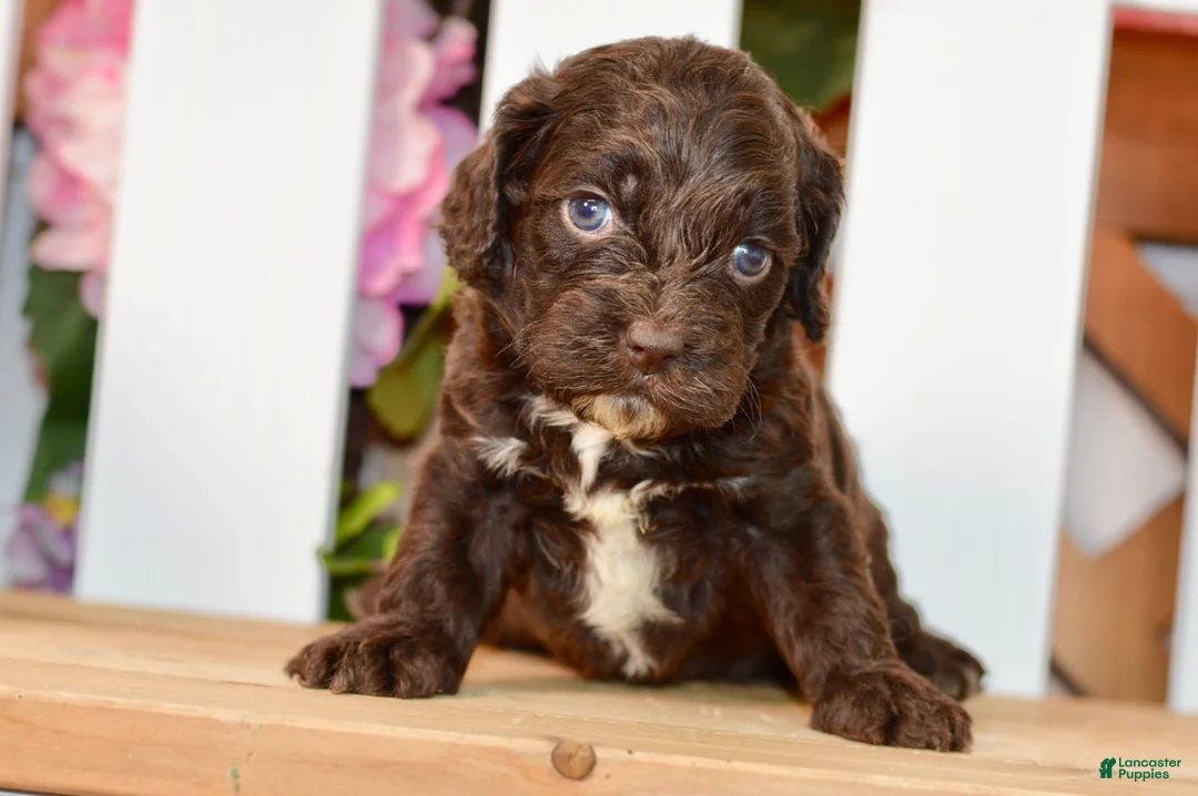 Cockapoo dogs for sale: Claudia - Ad 8