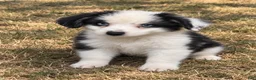 Miniature Australian Shepherd dogs for sale: Duke - Ad 3