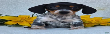 Mia