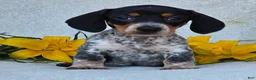 Miniature Dachshund dogs for sale: Mia - Ad 1