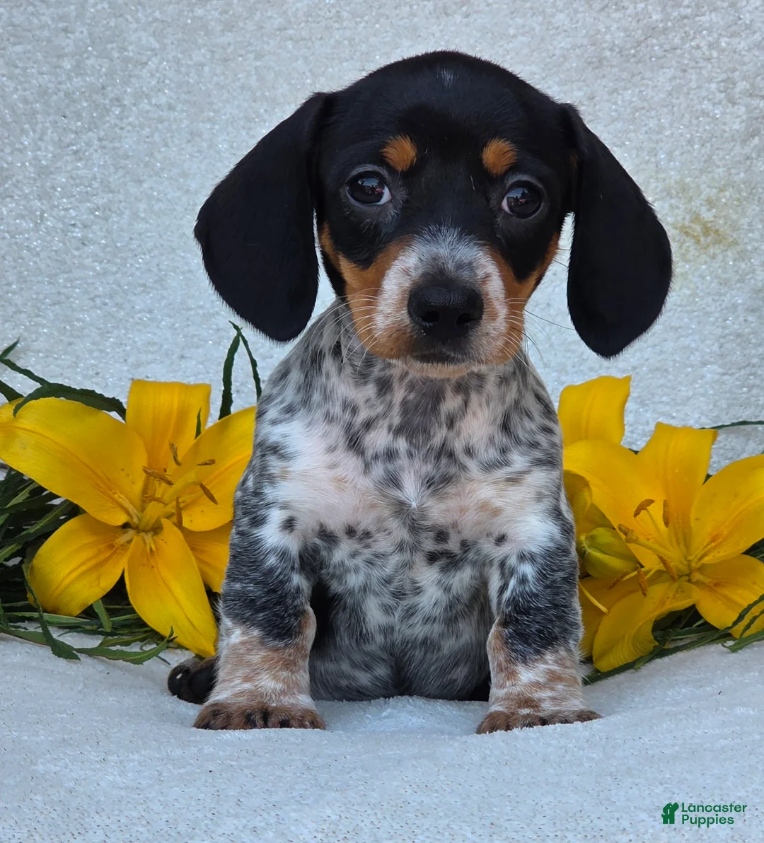 Miniature Dachshund dogs for sale: Mia - Ad 1