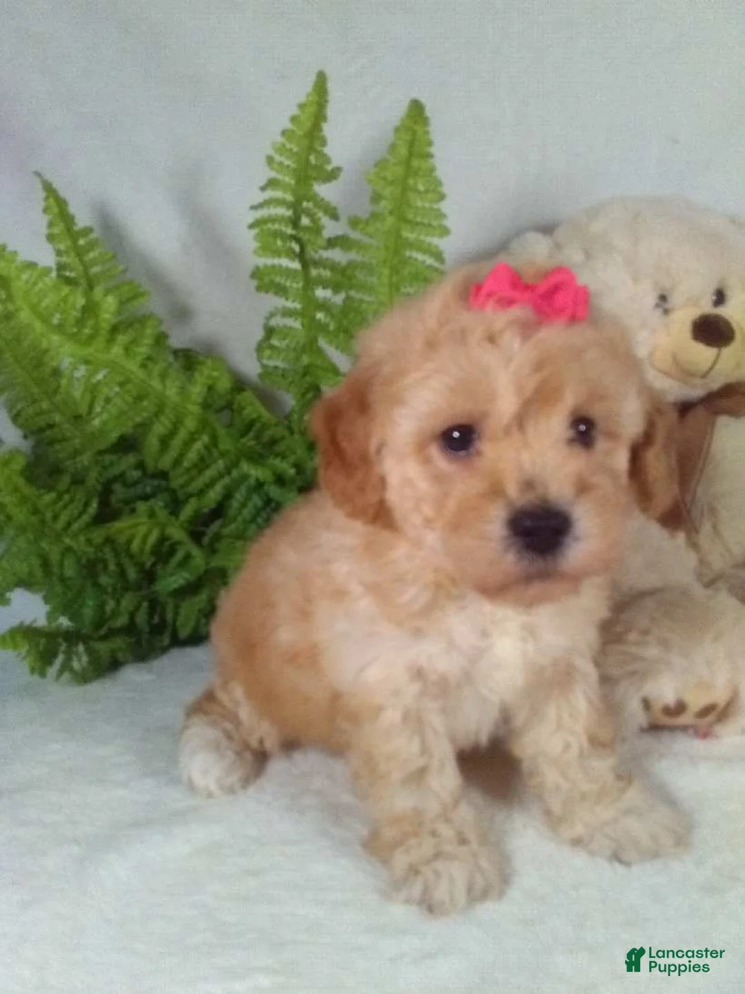 Bichpoo dogs for sale: Jana - Ad 4