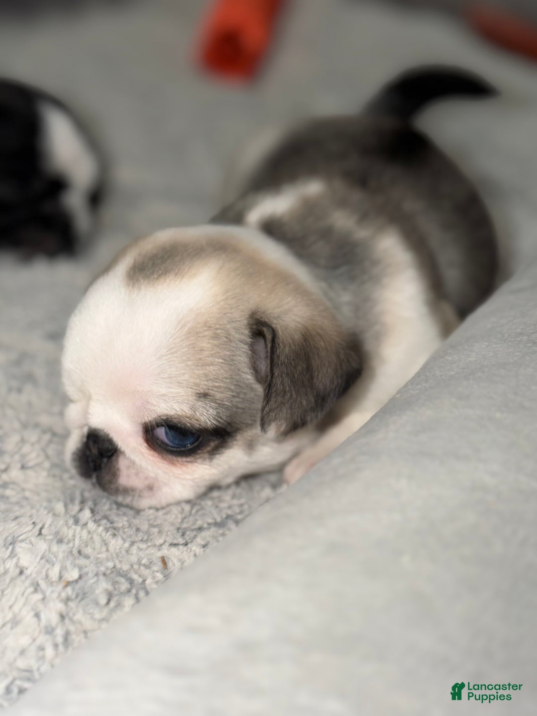 Pug dogs for sale: Luna  - Ad 1